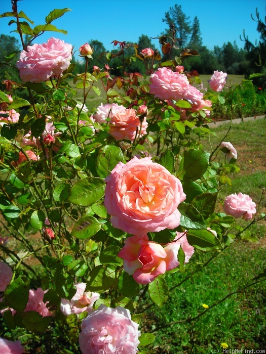 'Sarah ™ (shrub, Clements, 2001)' rose photo