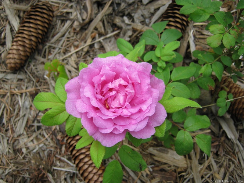 'Alison (hybrid rugosa, Wright 1947)' rose photo