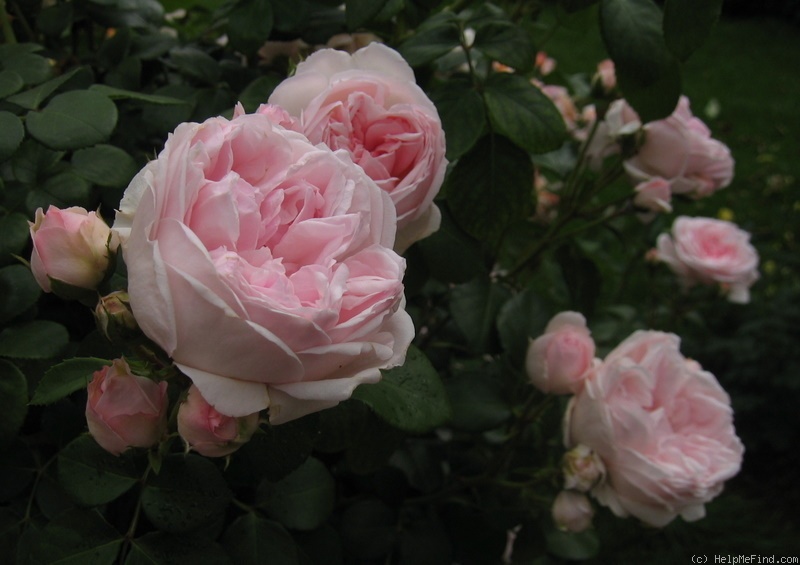 'Cinderella ™ (climber, Kordes 2003)' rose photo