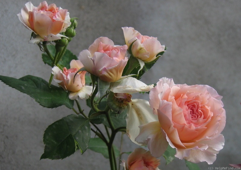 'James Galway' rose photo