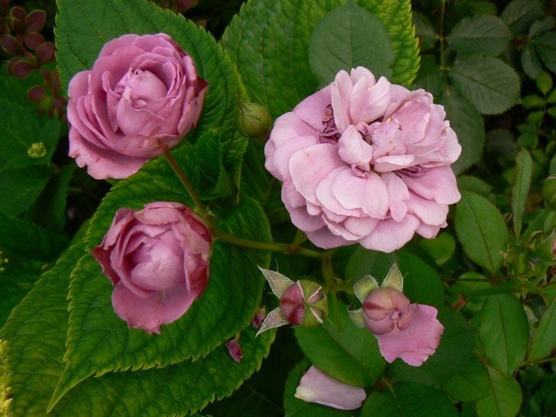 'Blue Velvet' rose photo