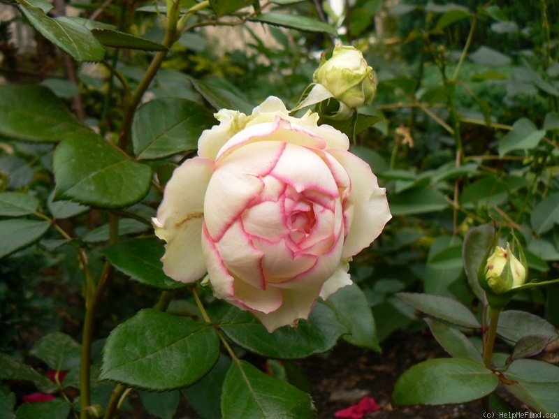 'Biedermeier ®' rose photo