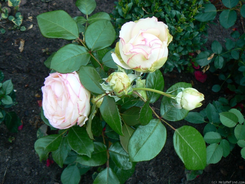 'Biedermeier ®' rose photo
