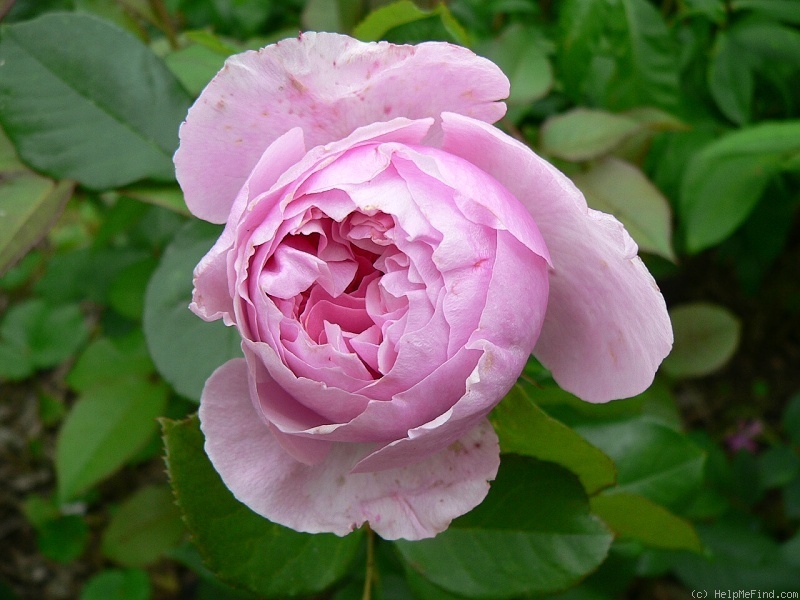 'Gartenträume ®' rose photo