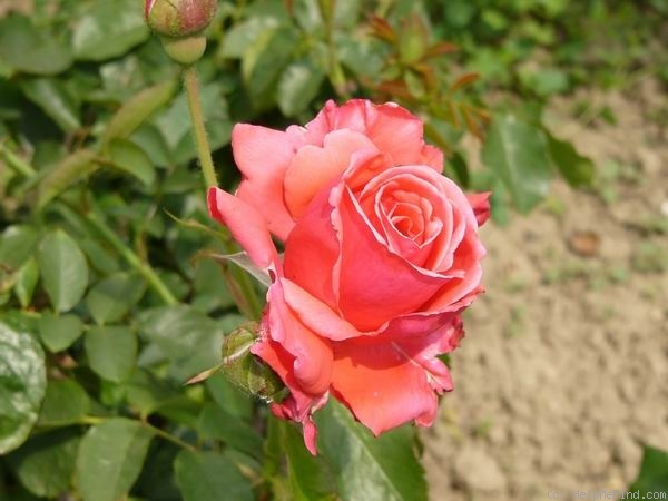 'Allégresse' rose photo