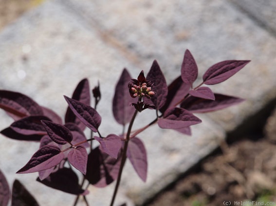 'Recta Purpurea' clematis photo