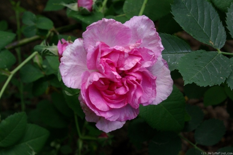 'Agatha (gallica, by 1799)' rose photo