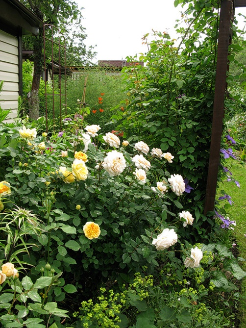 'Belarusian Garden'  photo