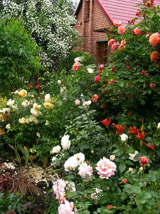 'Belarusian Garden'  photo