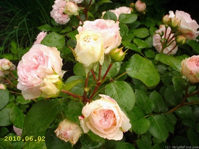 'Mariatheresia ®' rose photo