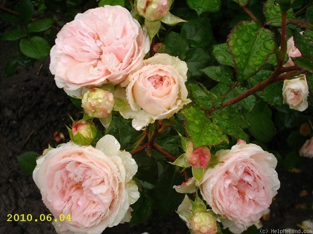 'Mariatheresia ®' rose photo