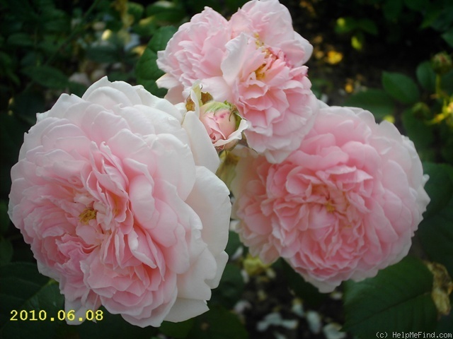 'Eglantyne' rose photo