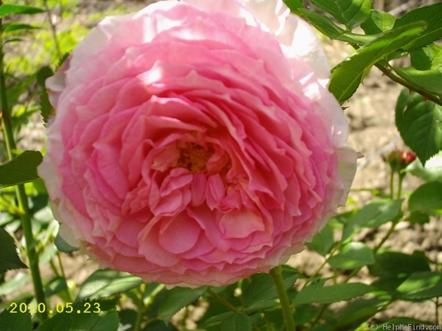 'James Galway' rose photo