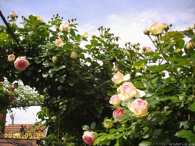 'Eden Rose 85' rose photo