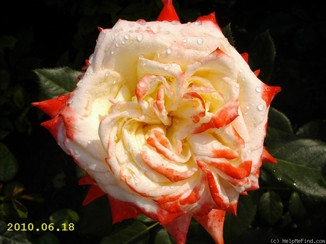 'Impératrice Farah ®' rose photo