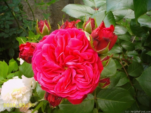 'Red Leonardo da Vinci' rose photo