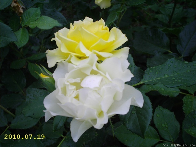 'Adson von Melk' rose photo