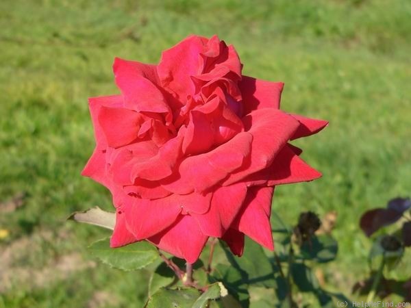 'Lancastrian' rose photo