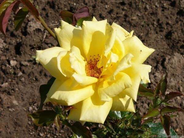 'Diana Menuhin' rose photo