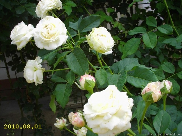 'Boule de Neige (bourbon, Lacharme, 1867)' rose photo