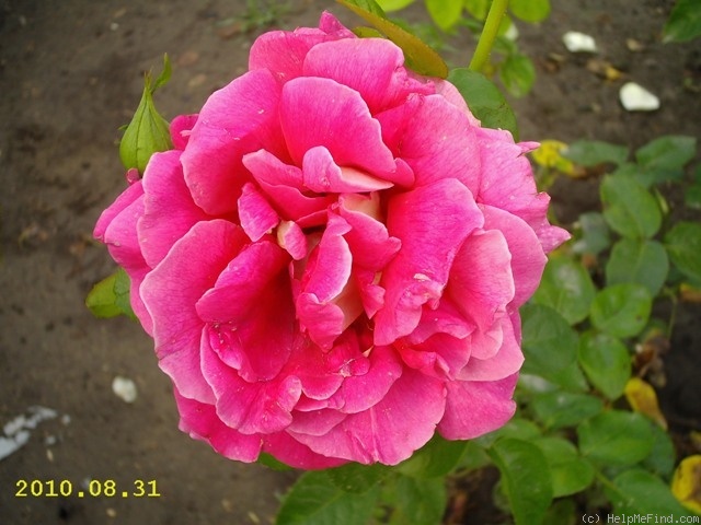 'Bolchoï ® (hybrid tea, Meilland, 1996)' rose photo