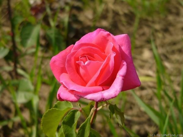 'Manuela ®' rose photo