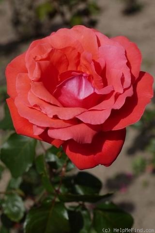 'Marella' rose photo