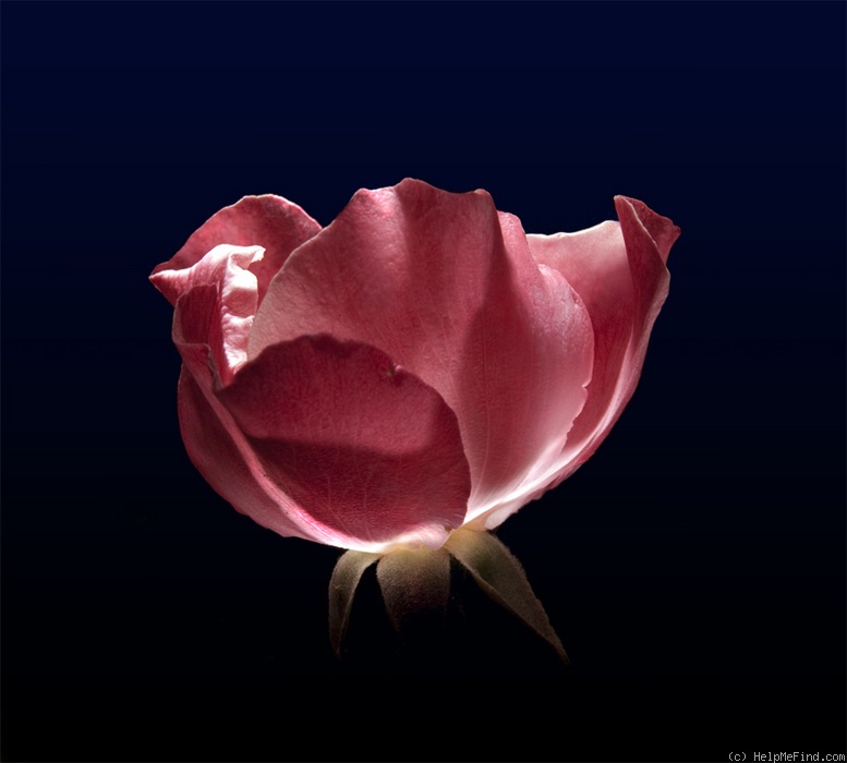 'Angel Darling' rose photo