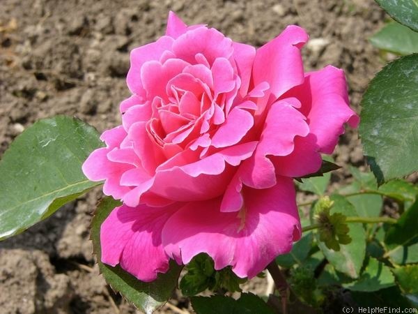 'Portugal Pink' rose, click to enlarge