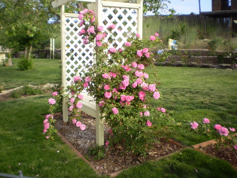 'Bev's Roses take over the lawn'  photo
