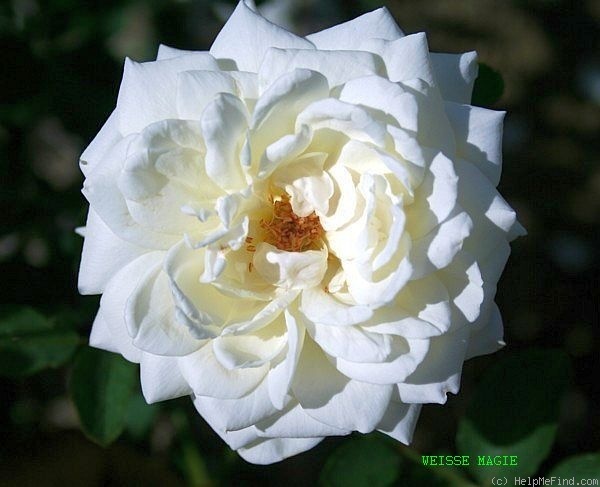 'Weisse Magie' rose photo