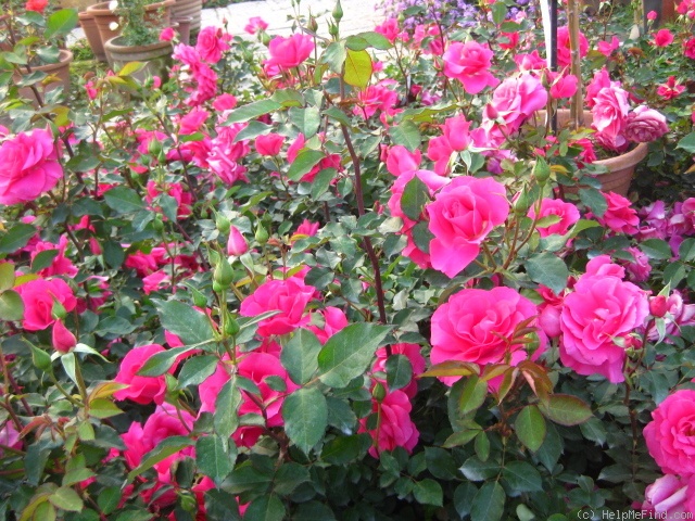 'Urara' Rose Photo