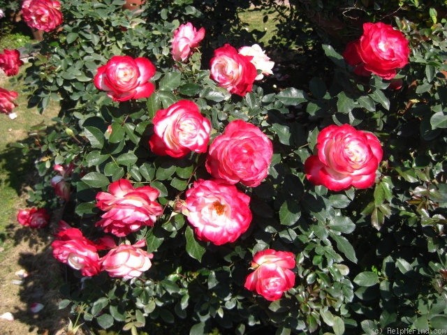 'Cherry Parfait ™' rose photo