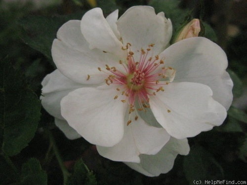 'Jacqueline du Pré (shrub, Harkness before 1986)' rose photo