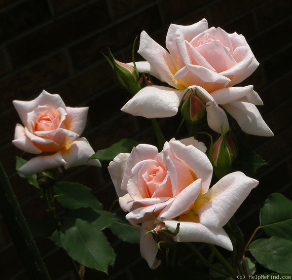'Quietness' rose photo