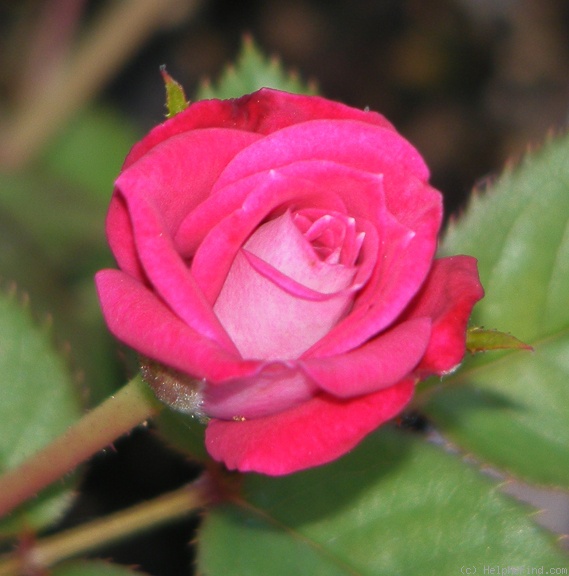 'Lady Bren ™' rose photo