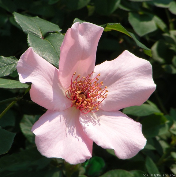 'Dainty Bess' rose photo