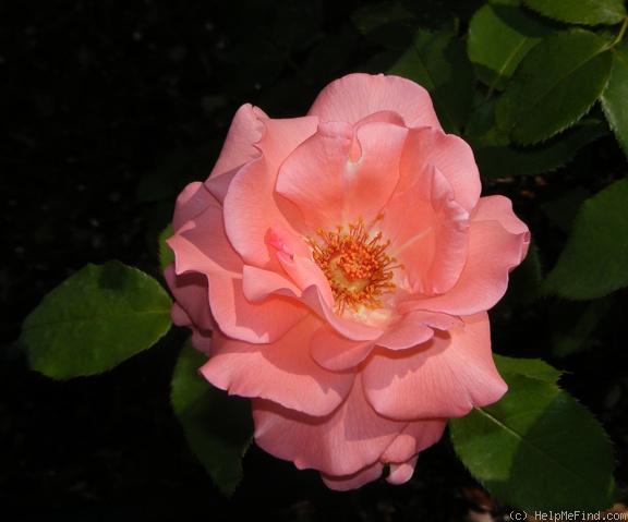'Cherish' rose photo
