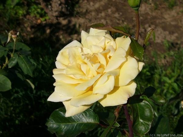 'Town Crier' rose photo