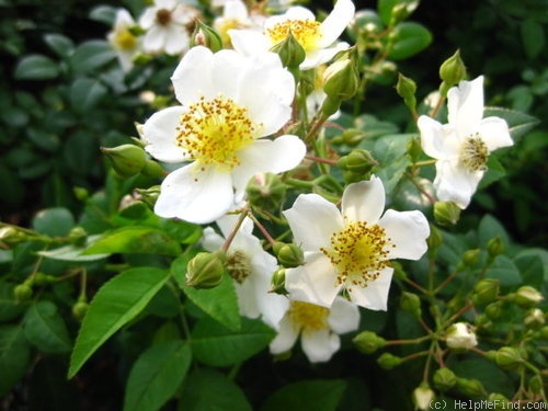 '<i>Rosa taiwanensis</i> Nakai' rose photo