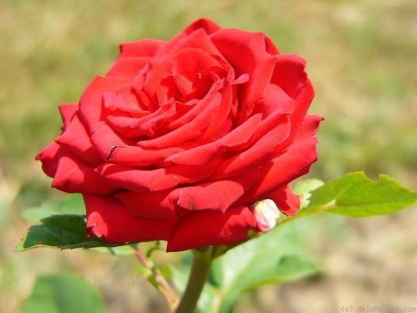 'Fehér Lajos emléke' rose photo