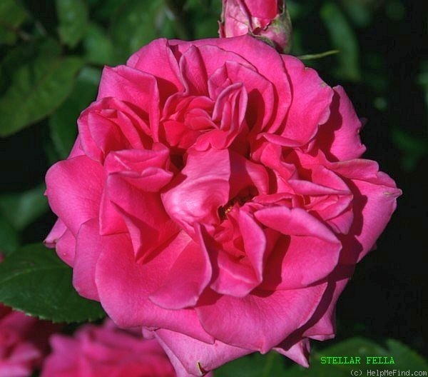 'Stellar Fella' rose photo