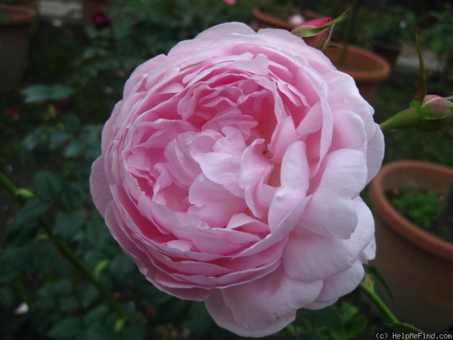 'Scepter'd Isle ®' rose photo