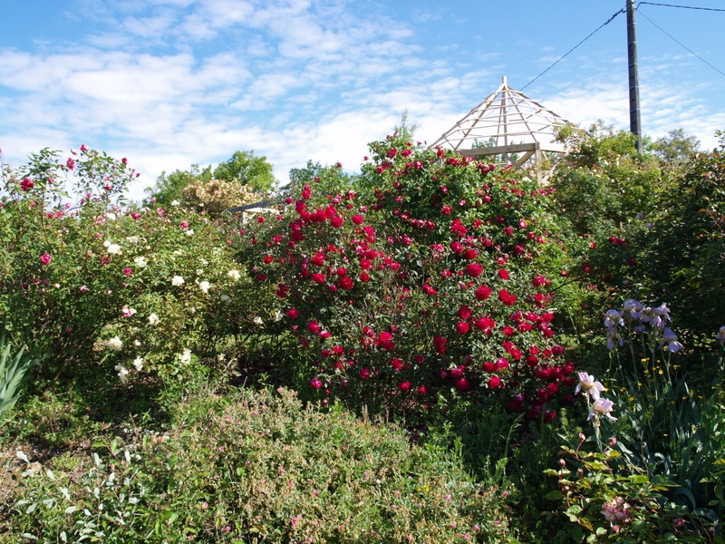 'La Roseraie du Désert Display Garden - Archive'  photo