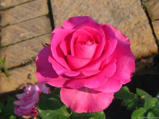 'Laser (florist rose)' rose photo