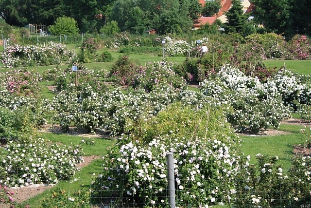'Rosenpark Reinhausen'  photo