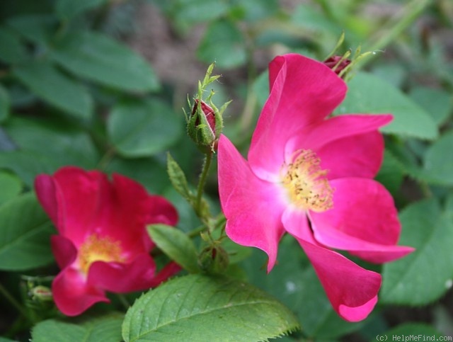 'Amour (gallica, Rautio, 2009)' rose, click to enlarge 'Amour (gallica, Rautio, 2009)' rose photo