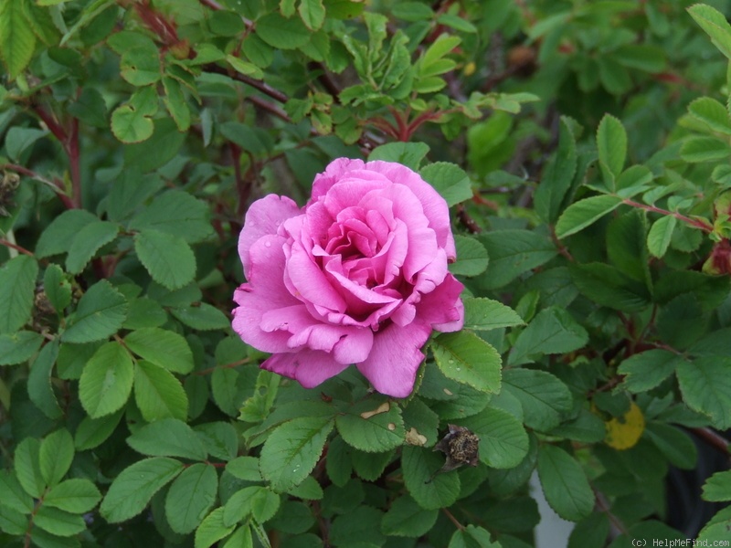 'Alison (hybrid rugosa, Wright 1947)' rose photo