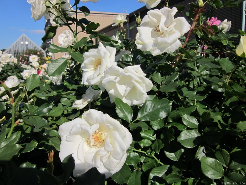 'White Magic (floribunda, Warriner)' rose photo
