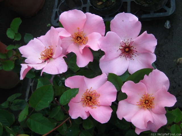'Dainty Bess' rose photo